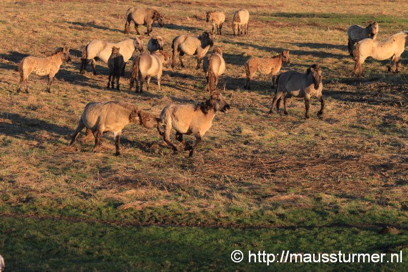 2016-11-28 Gewonde wilde jonge hengst Maaseik (7330).jpg